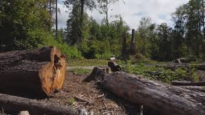 Best Storm Damage Tree Cleanup  in Eming Island, FL
