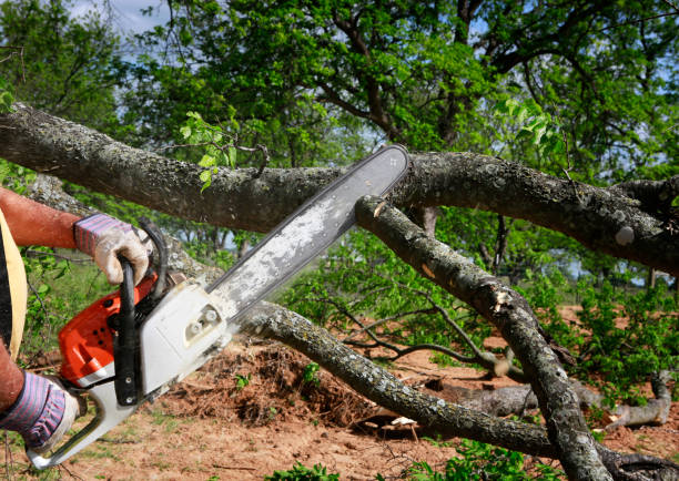 Best Fruit Tree Pruning  in Eming Island, FL